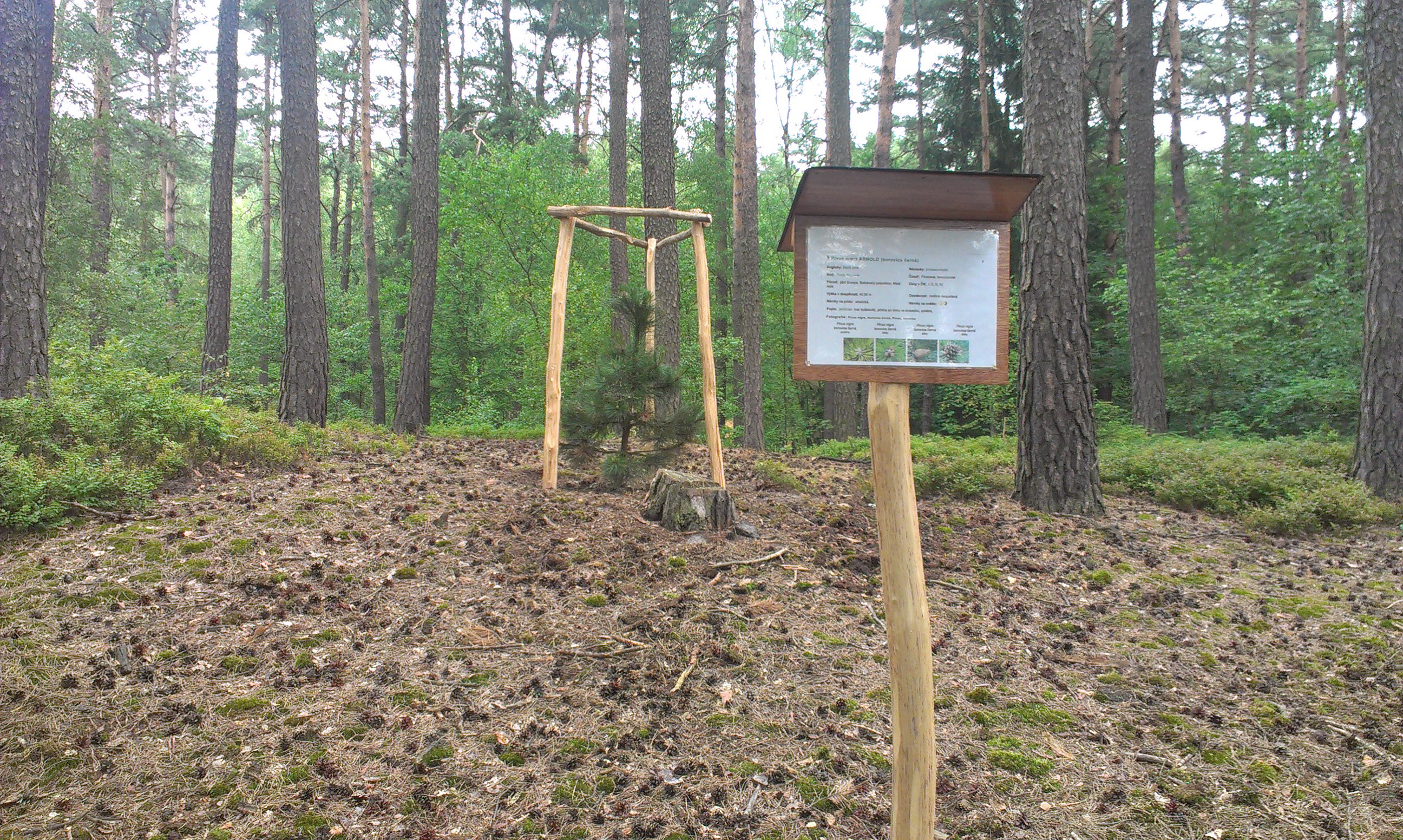 Lesní a zahradní služby Ladislav Pavlíček foto 3