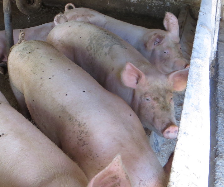 FARMA A UBYTOVÁNÍ U OTČENÁŠKŮ foto 4