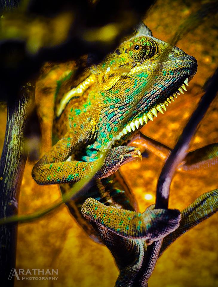 Arathan Photography foto 6