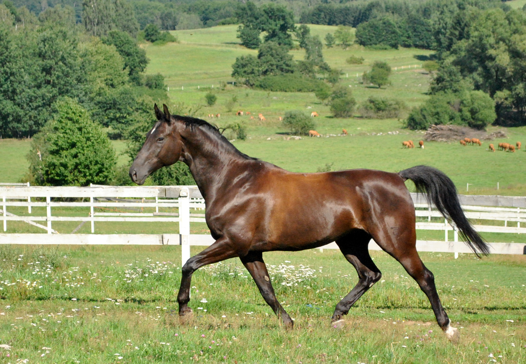 Dvůr Krutěnice foto 3