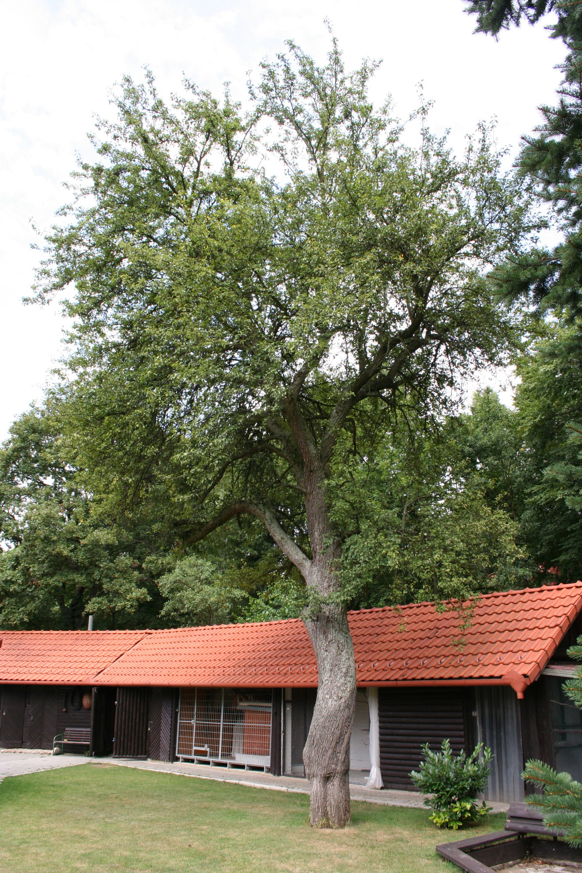 RIKAST - rizikové kácení stromů foto 3