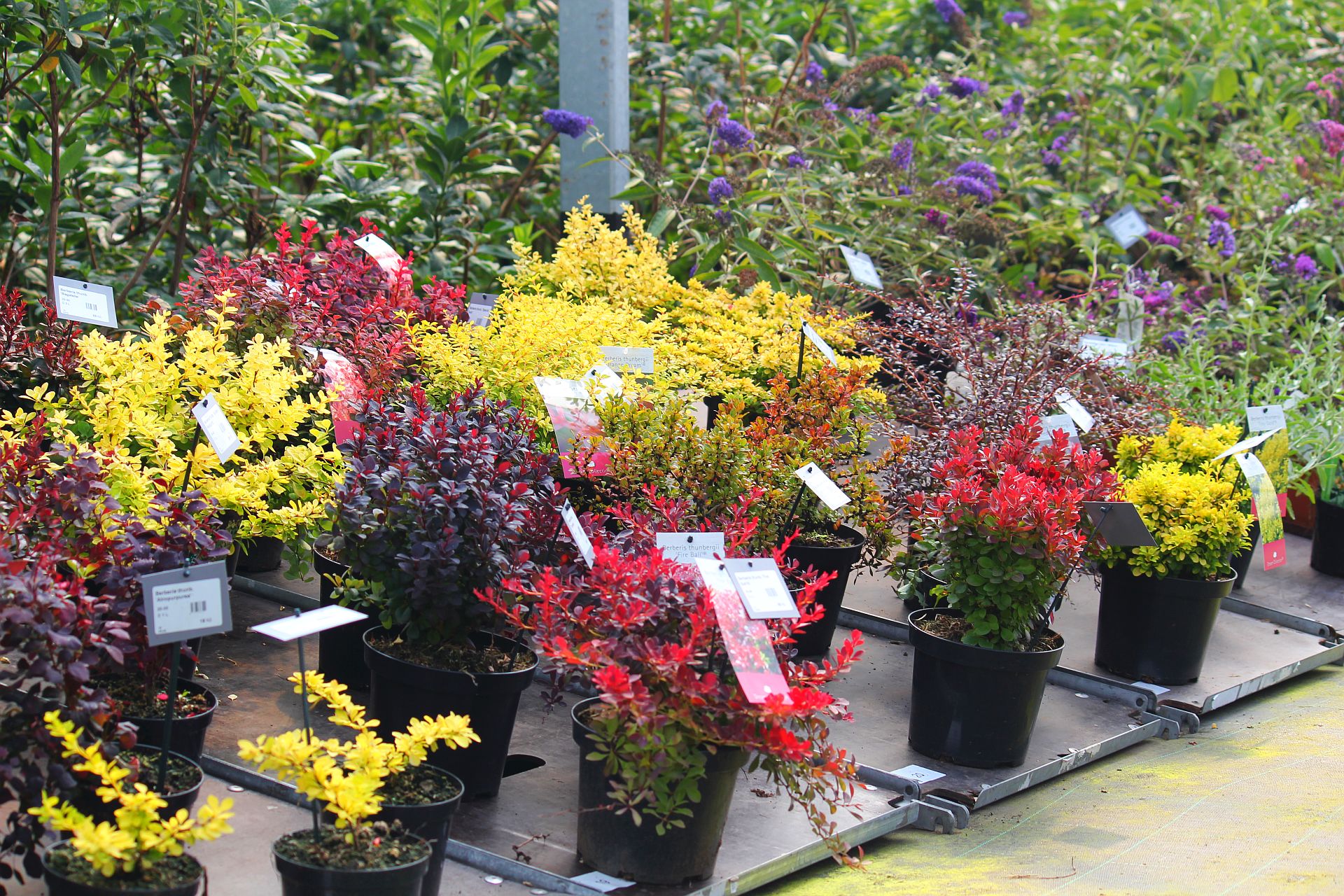 Školka okrasných dřevin Studený foto 3