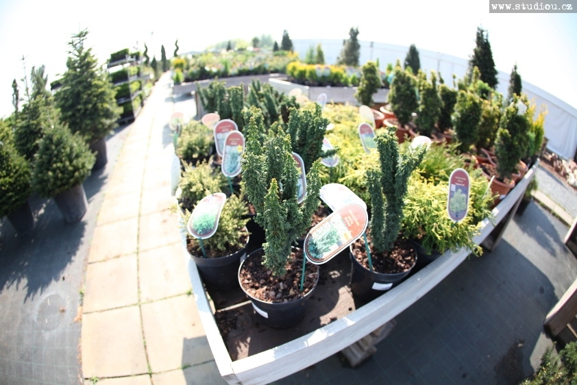 Edenia zahradní dentrum foto 2