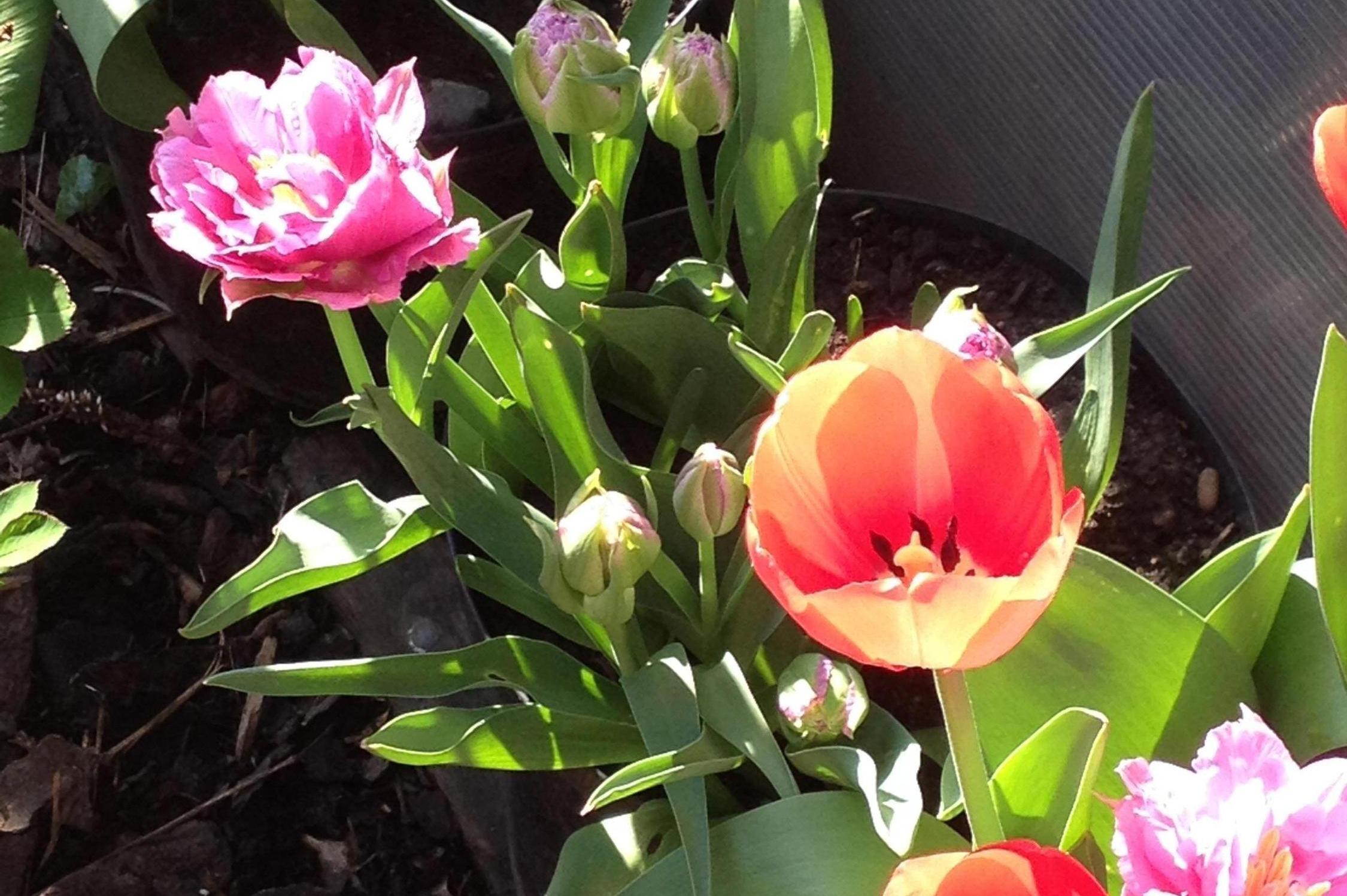 Zahrady ve stylu - Hana Klusáková foto 2