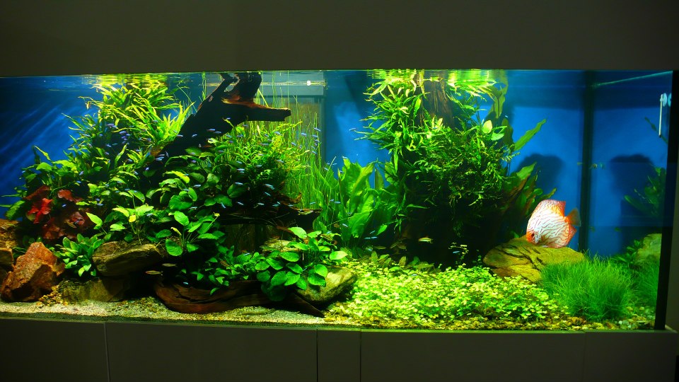 Akvazoo Rataj foto 2