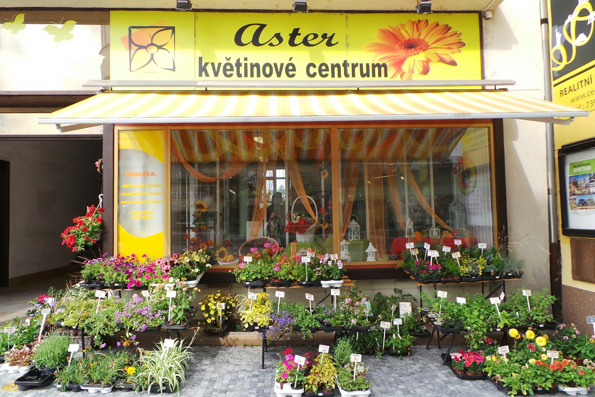 Květiny Aster