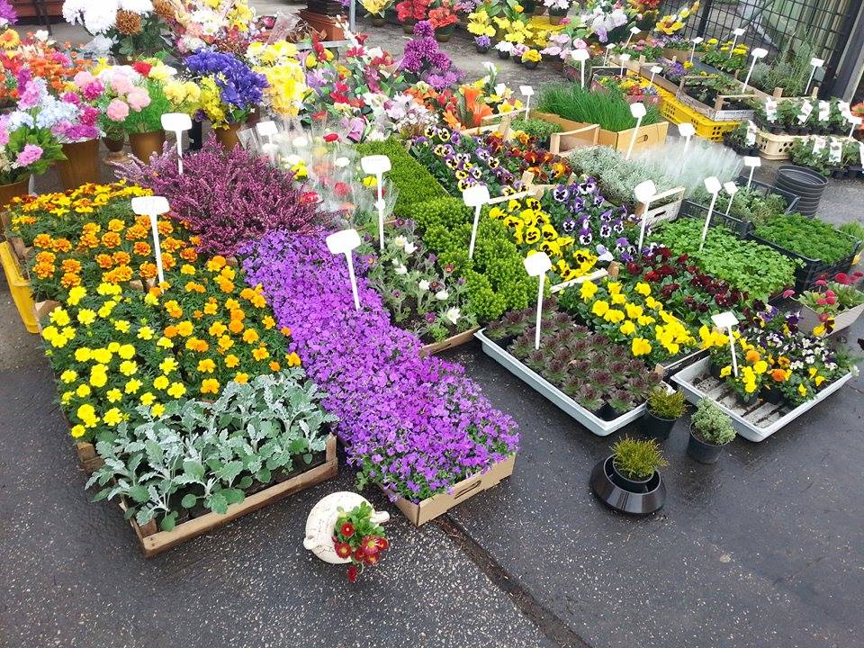 Zahradnictví Karviná - FRUTO.CZ foto 4