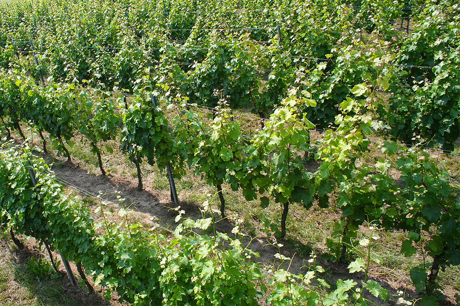 Vinařství Maláník - Osička s.r.o. foto 2