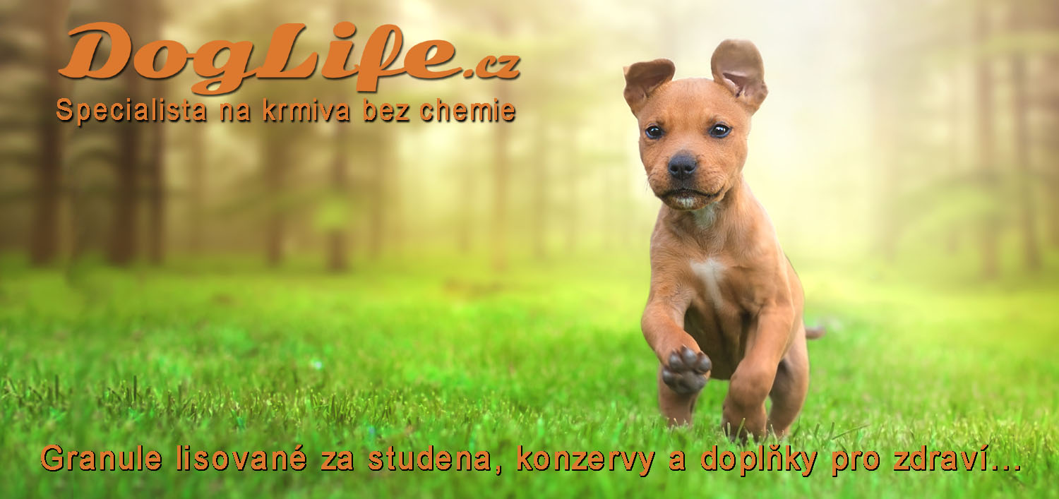 DogLife.cz foto 2