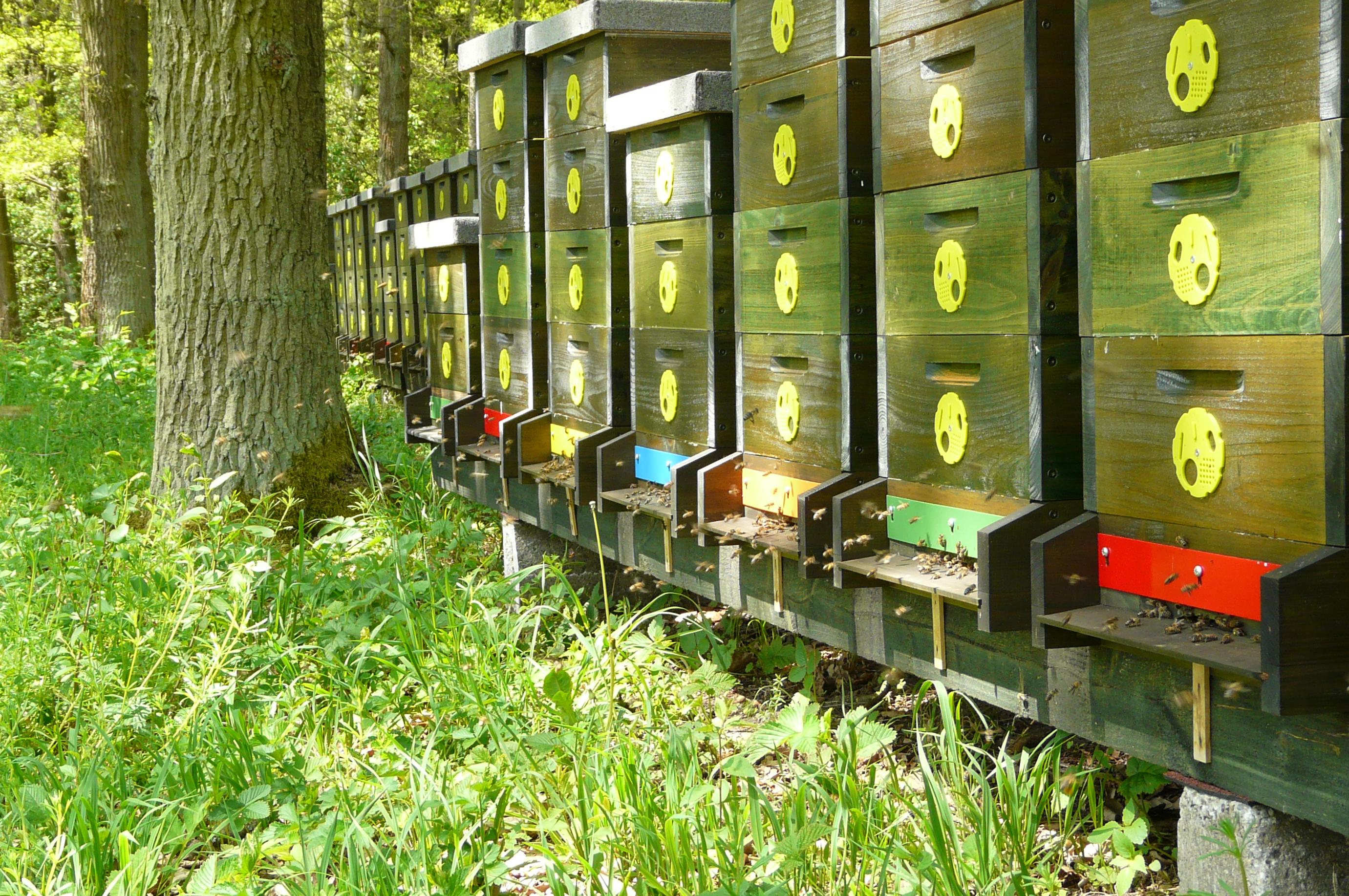 Včelí farma pod Zvičinou