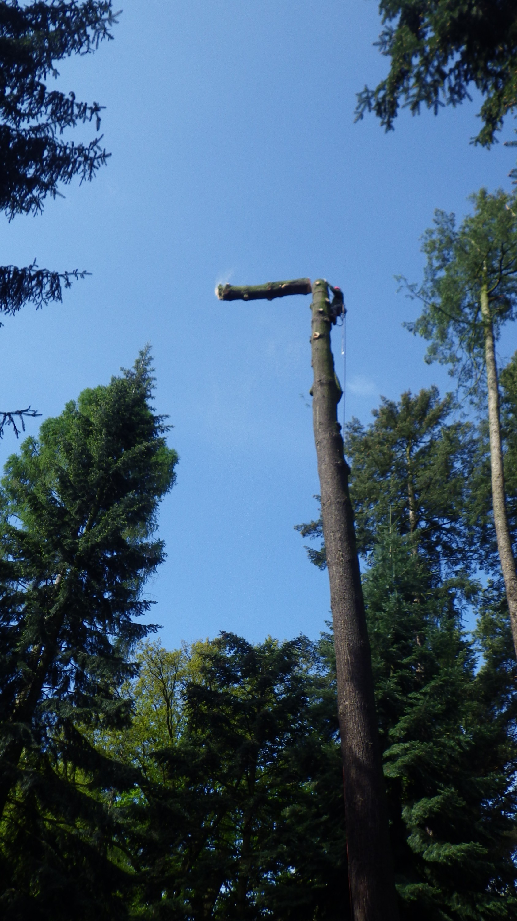 Jan Vyjídáček - kácení a ořezy dřevin foto 4