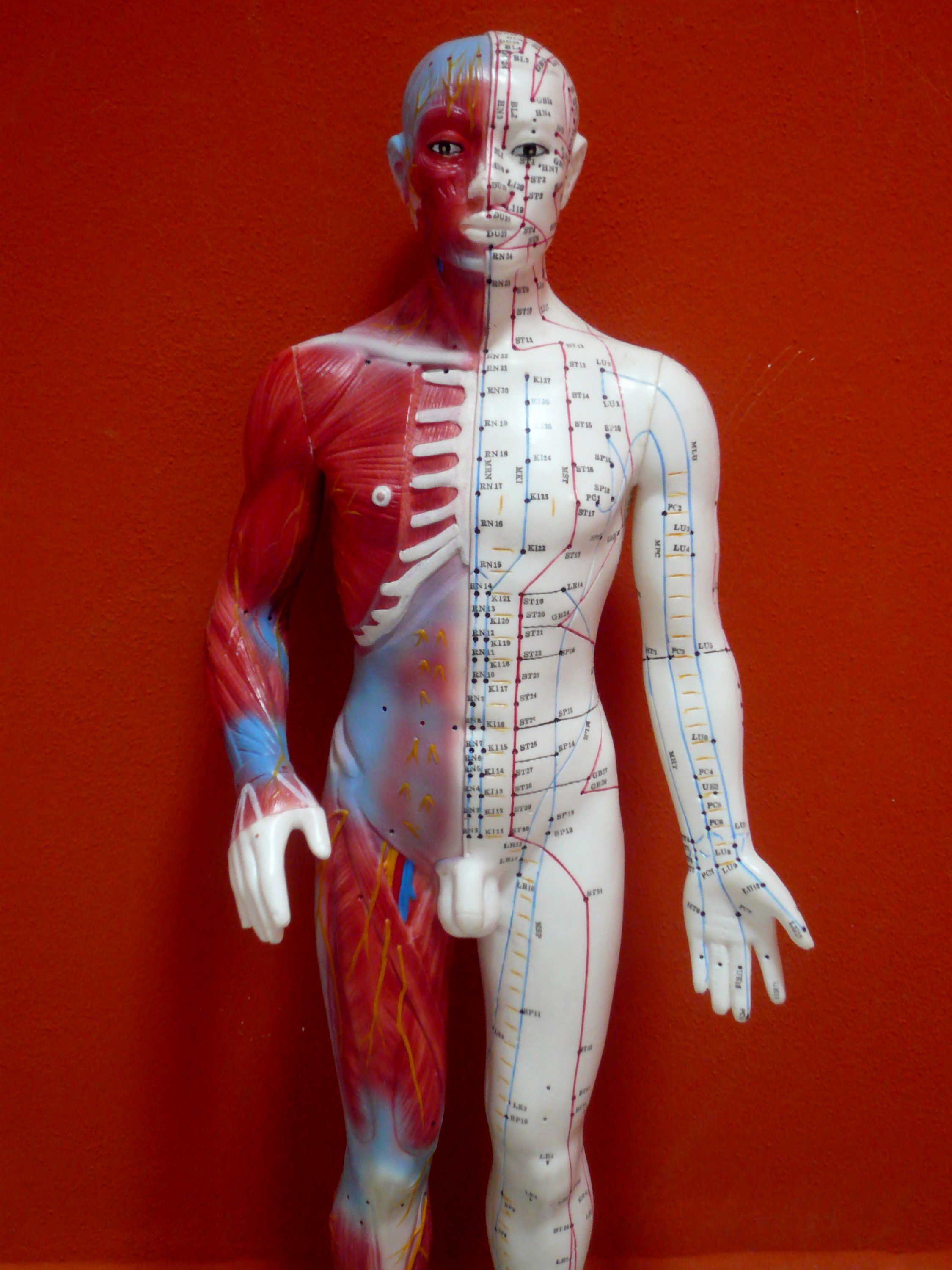 Tradiční čínská medicína - Petra Bártová foto 4