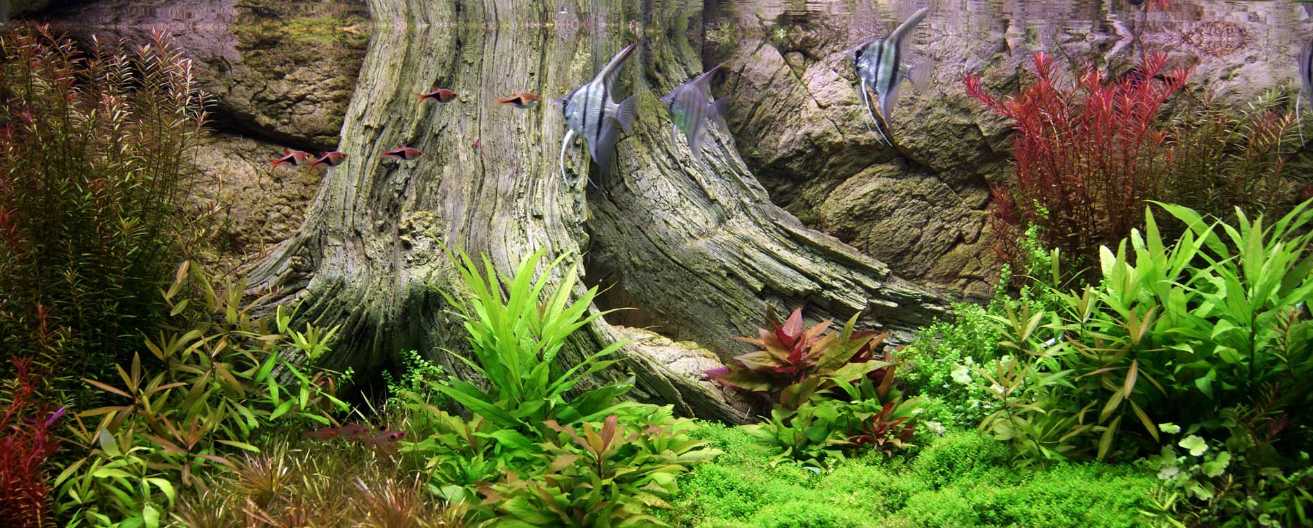 ARSTONE foto 2