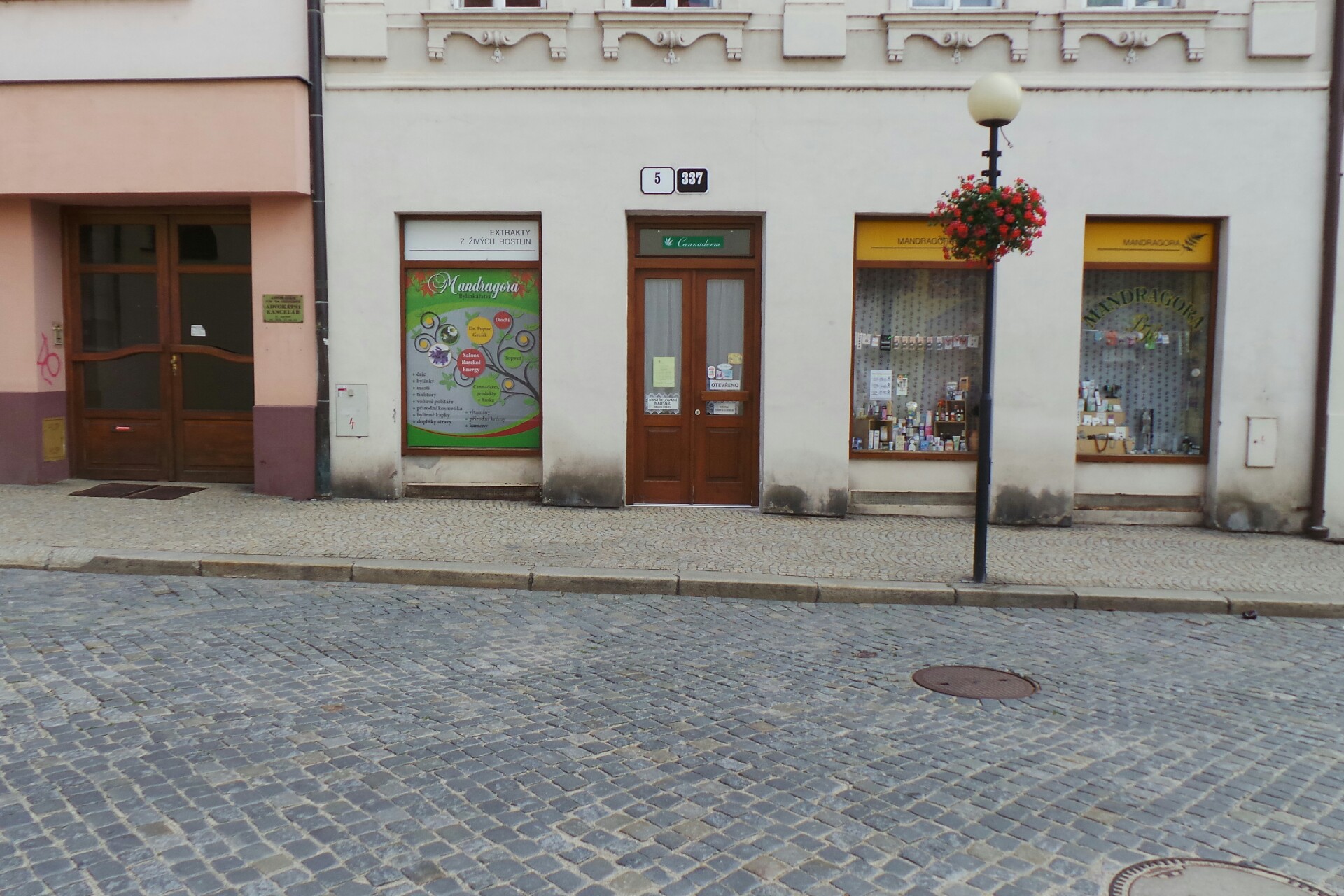 Mandragora bylinkářství