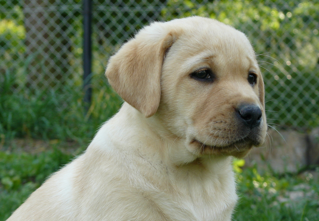 Chovatelská stanice Z bohyně lovu CS foto 4