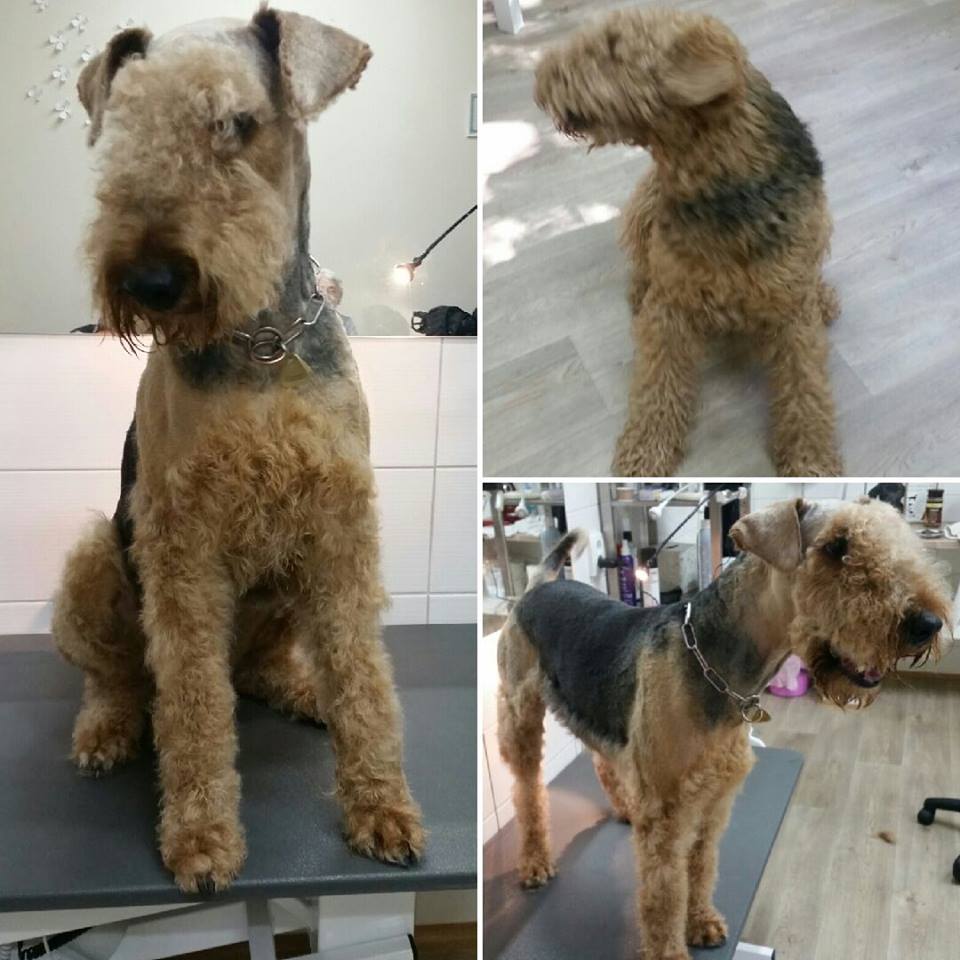 Psí lázně a salon WOWWOW foto 5