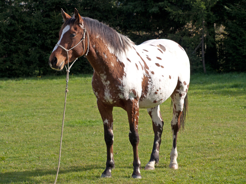 Václav Slouka - Vendy Ranch foto 3