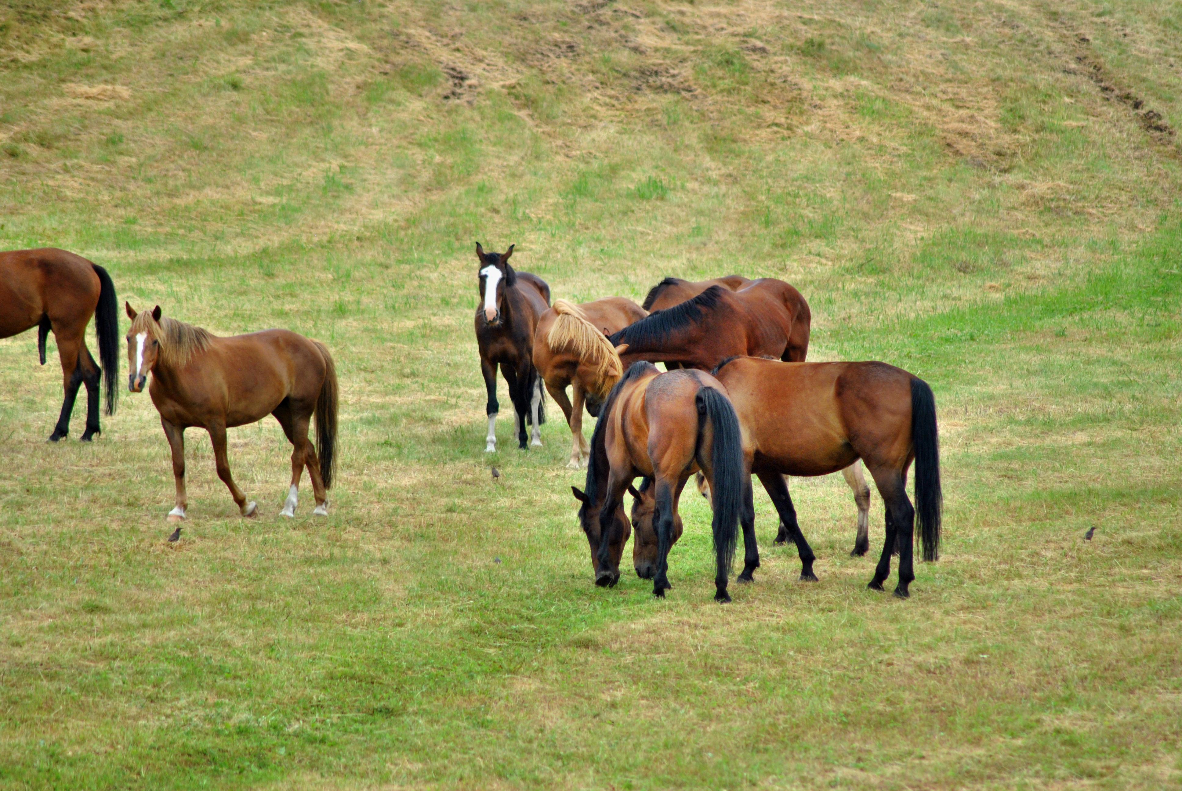 Sportovní stáj Svobodová foto 3