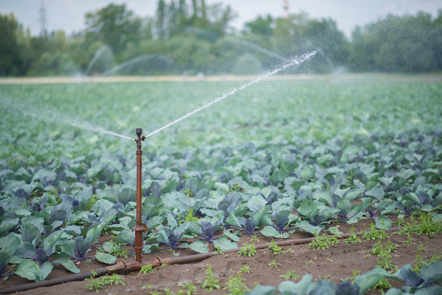 Farma Ráječek - velkoobchod foto 4