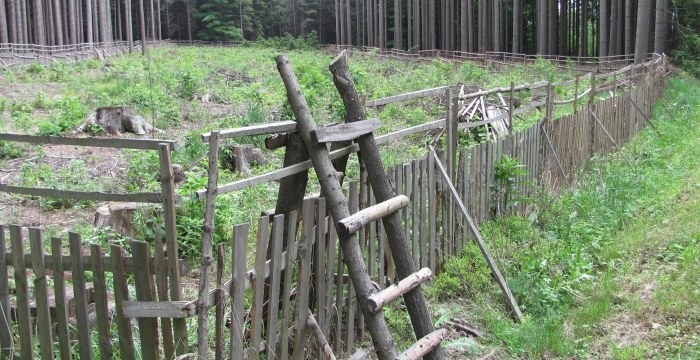 Lesní práce - Roman Hořínek foto 1