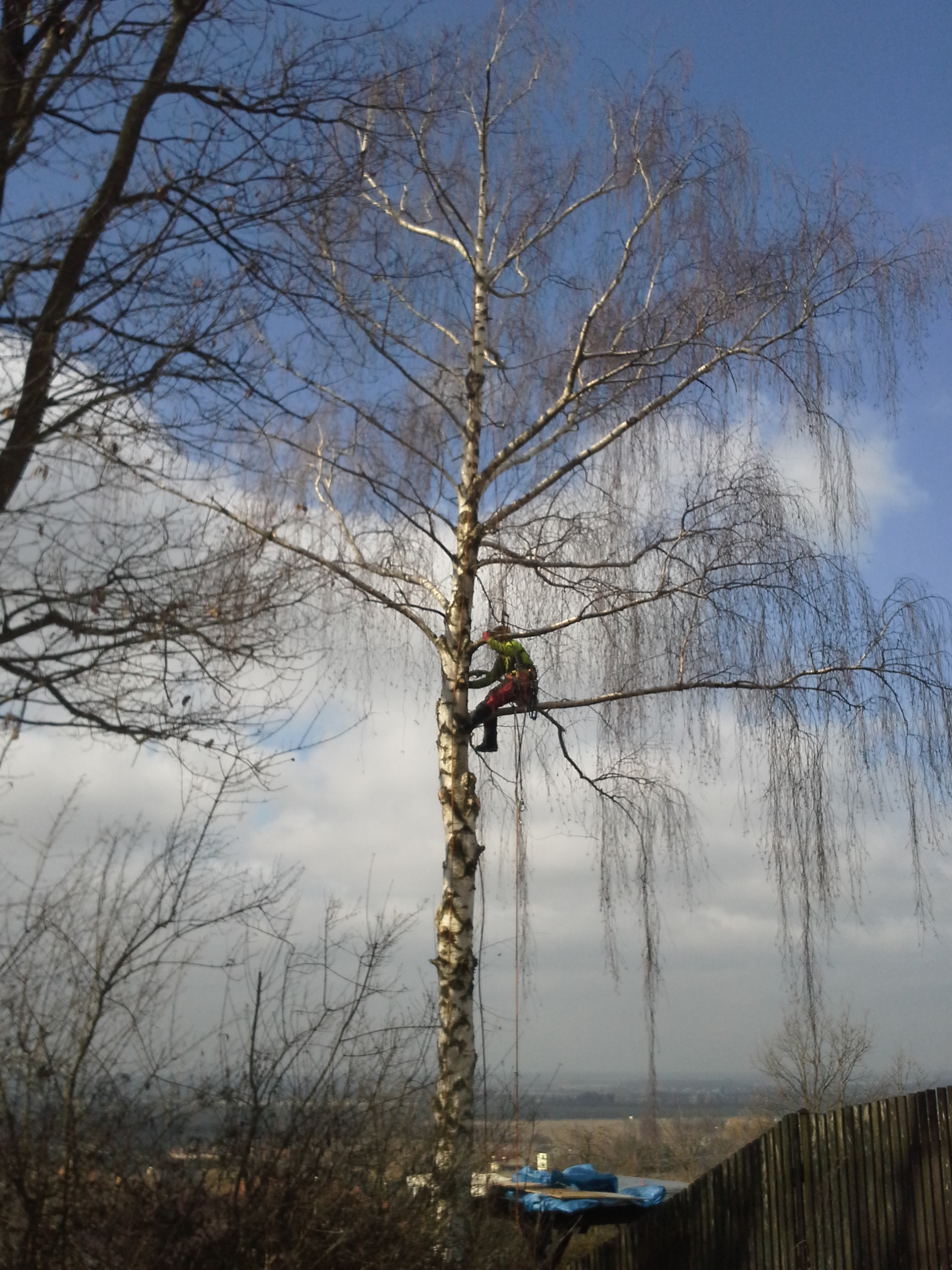 Arborista Martin Latiok - rizikové kácení stromů foto 2