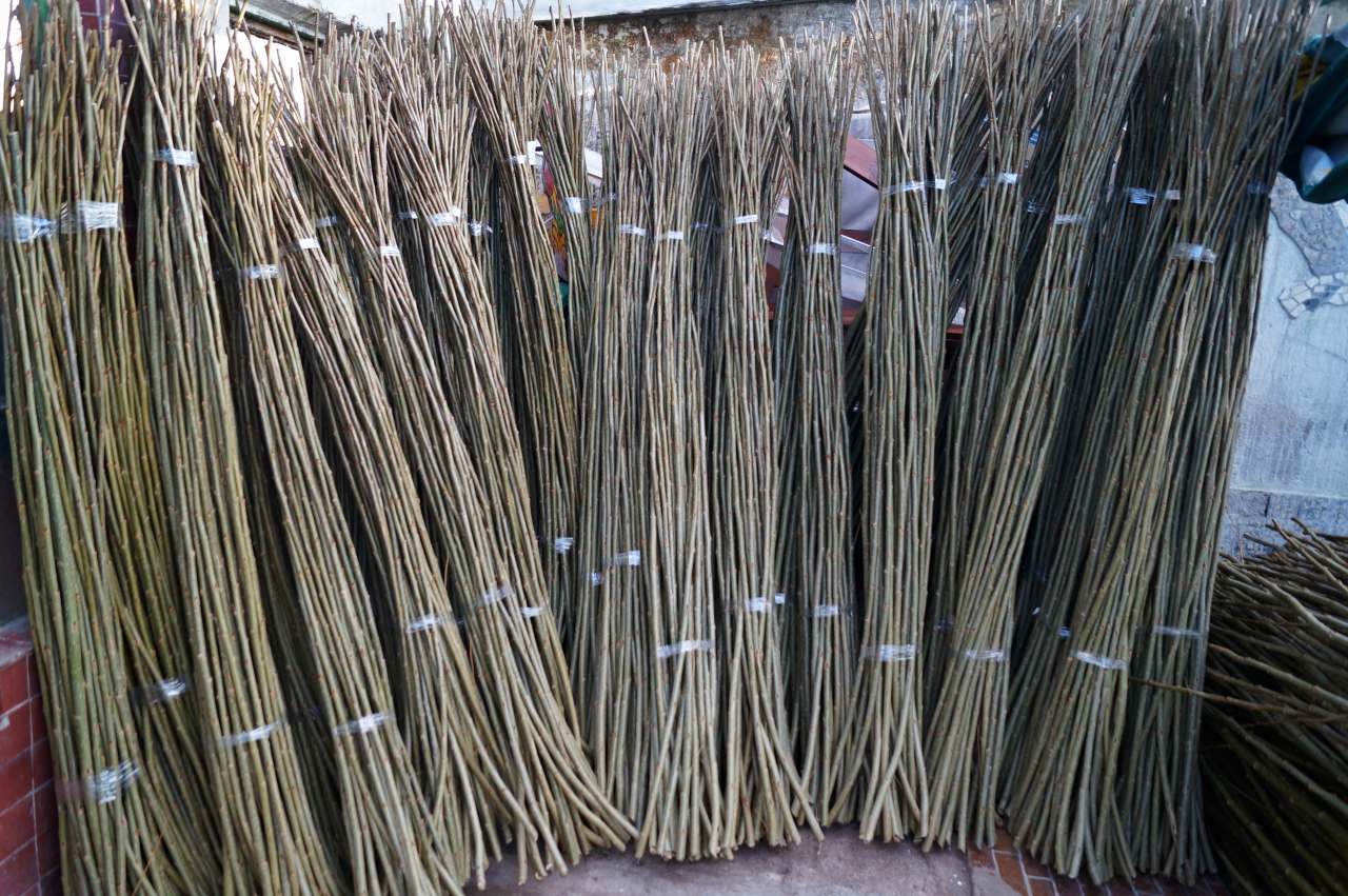 Petr Špatenka - Vypěstuj si les foto 4