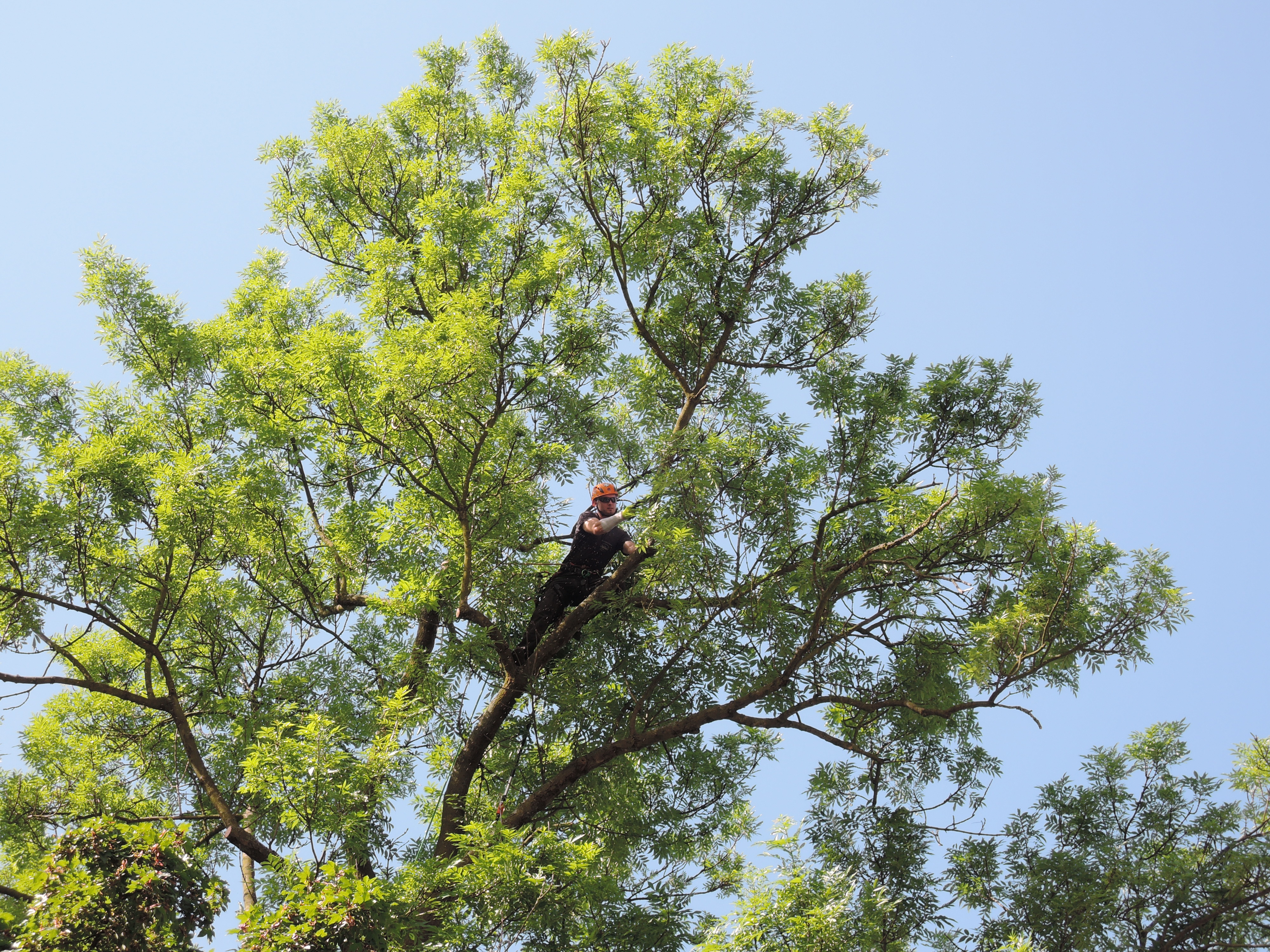 Valášek a Motl - Odborná péče o dřeviny a rizikové kácení stromů foto 4