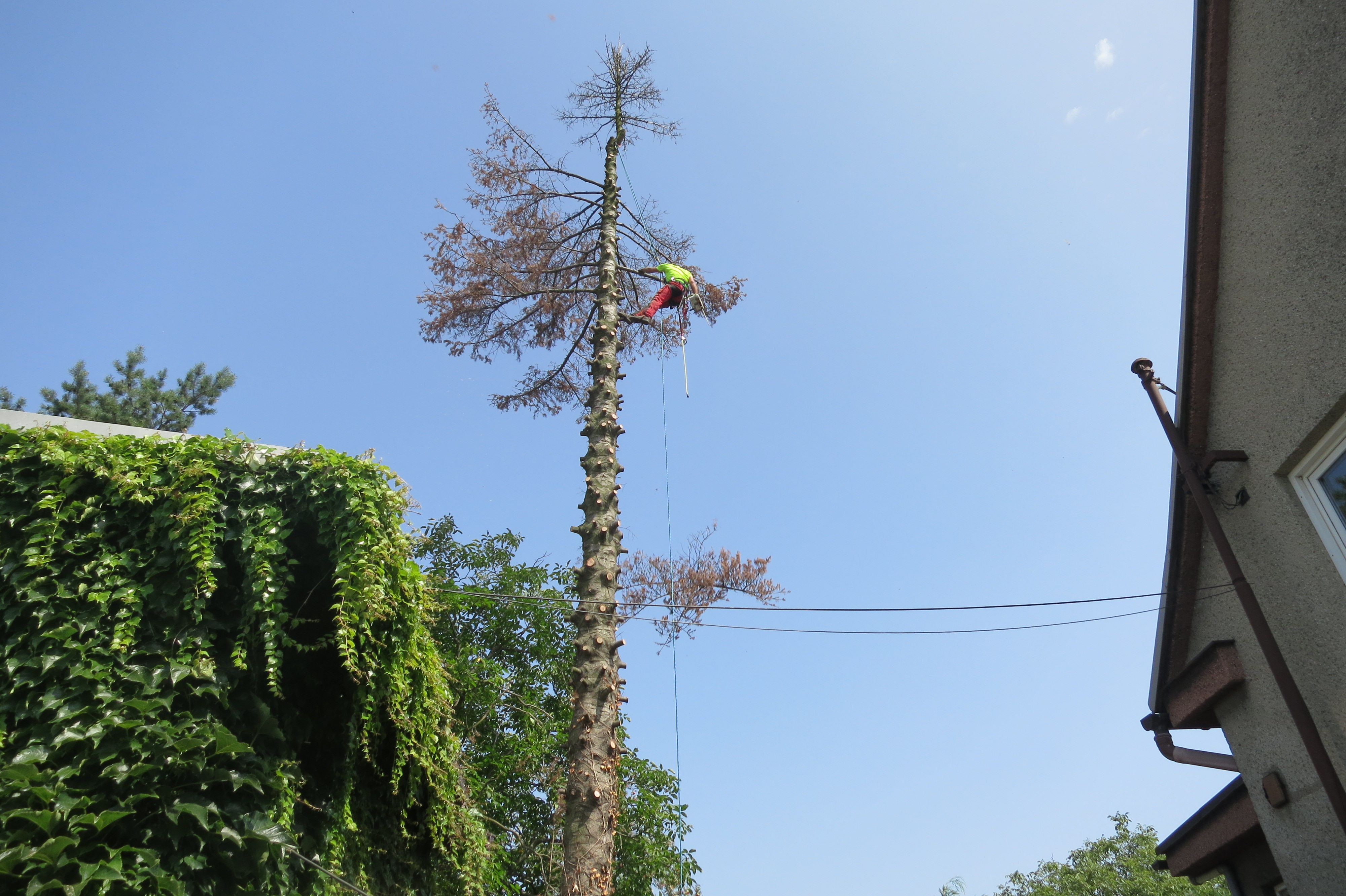 Rizikové kácení Roman Kvarda foto 6