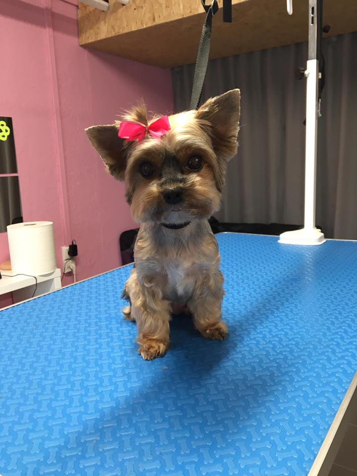 Psí Salon Annabell foto 3