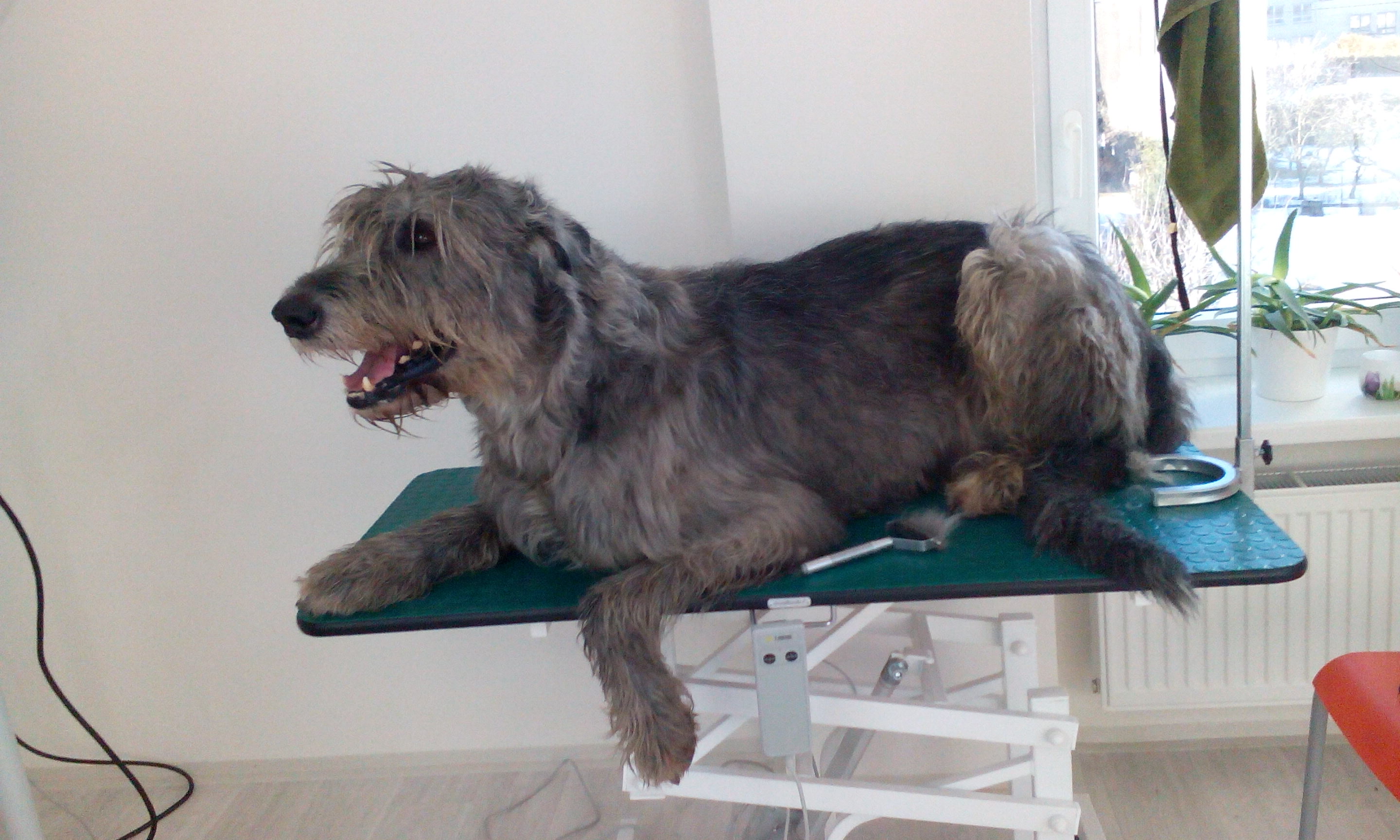 Kateřina Vršanová - Salon u veteriny foto 2