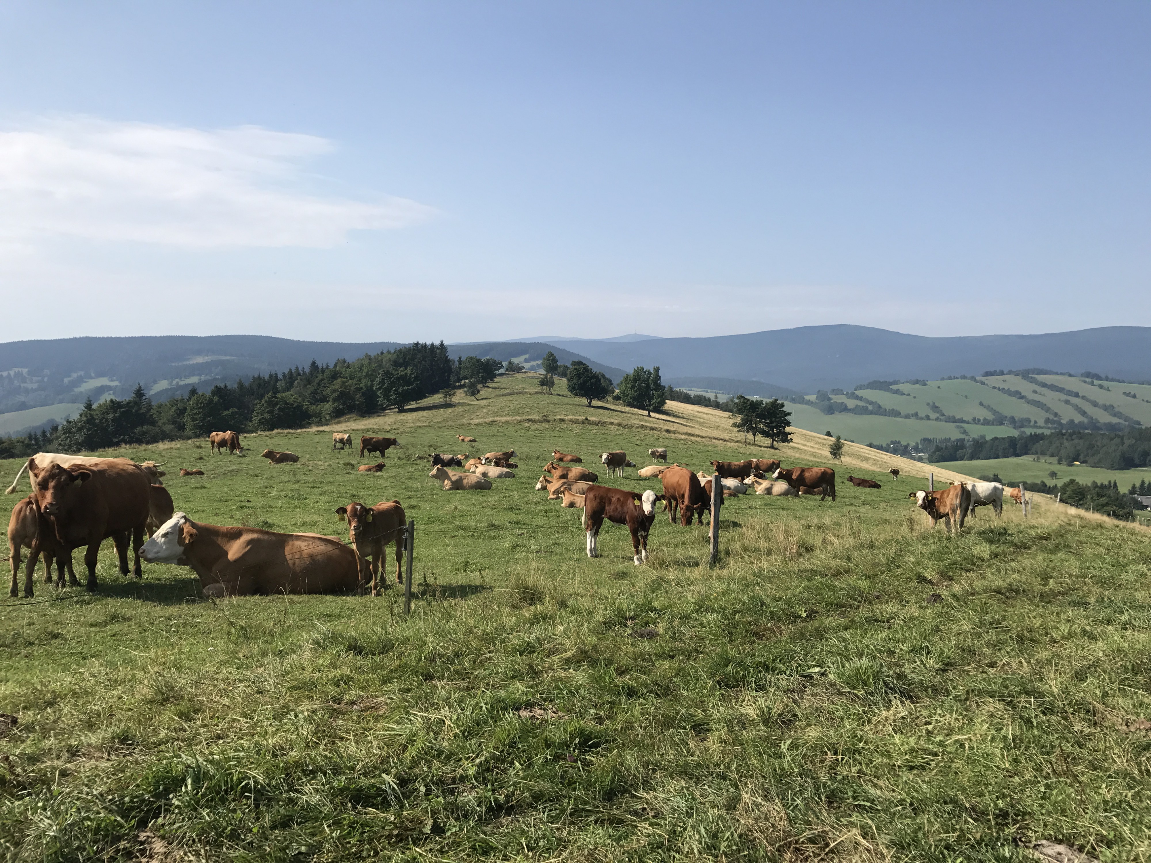 Farma Bovine foto 6