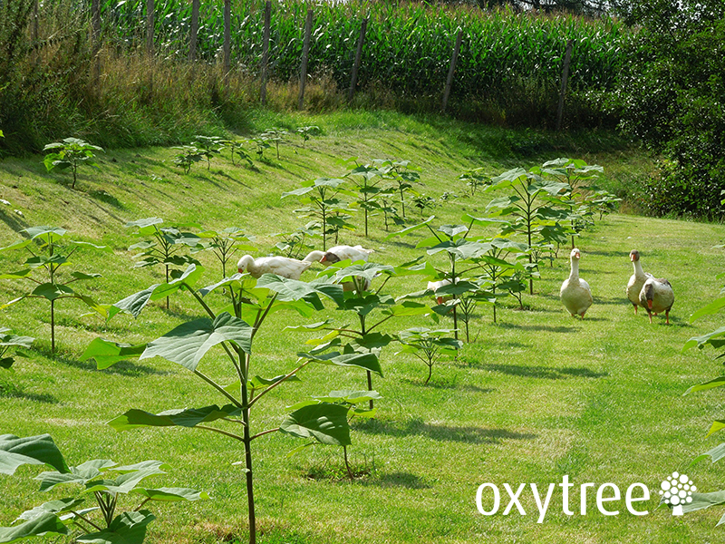 Oxytree Solutions, s.r.o. foto 2