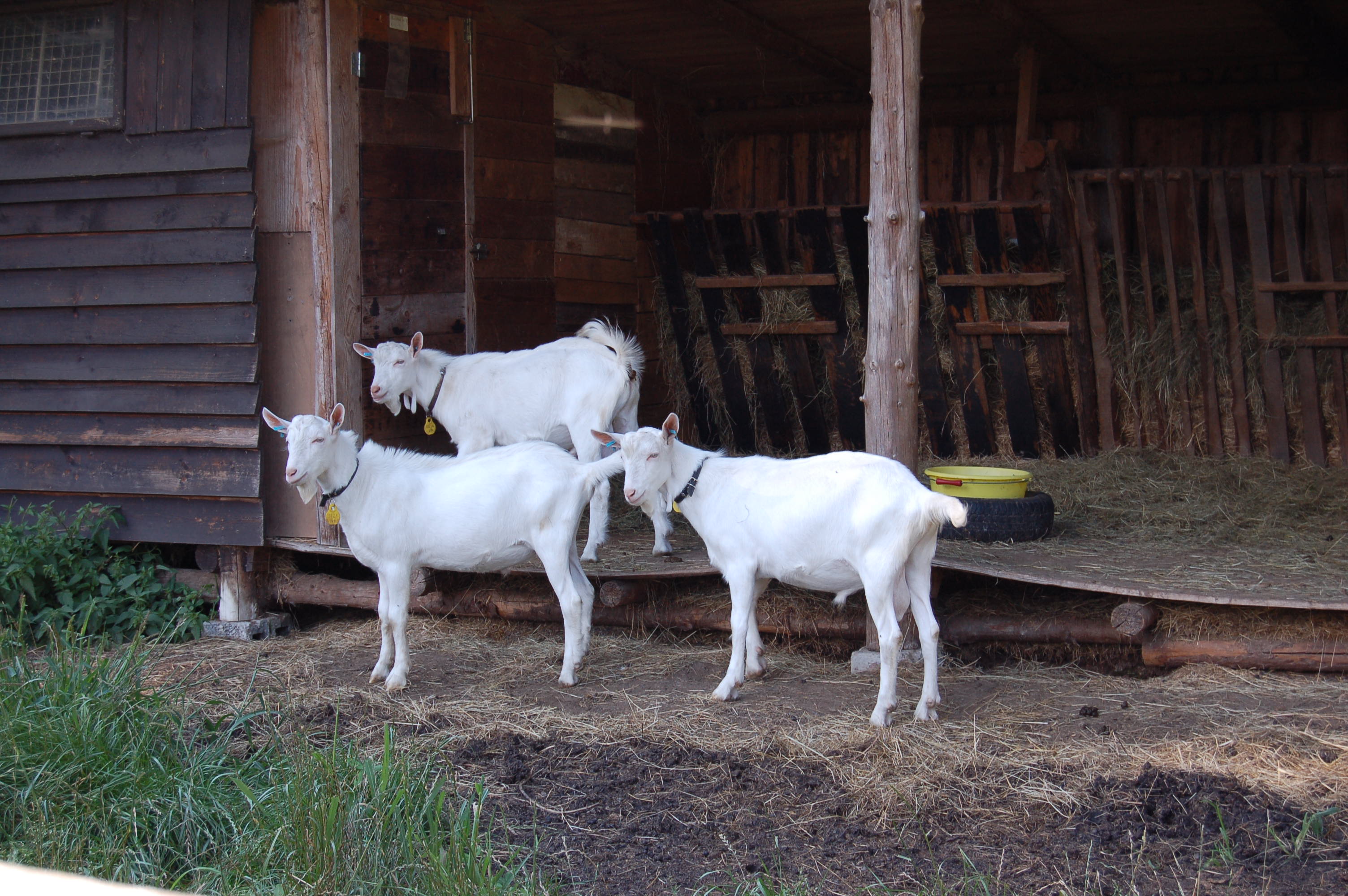 Kozí farma Žofín foto 4