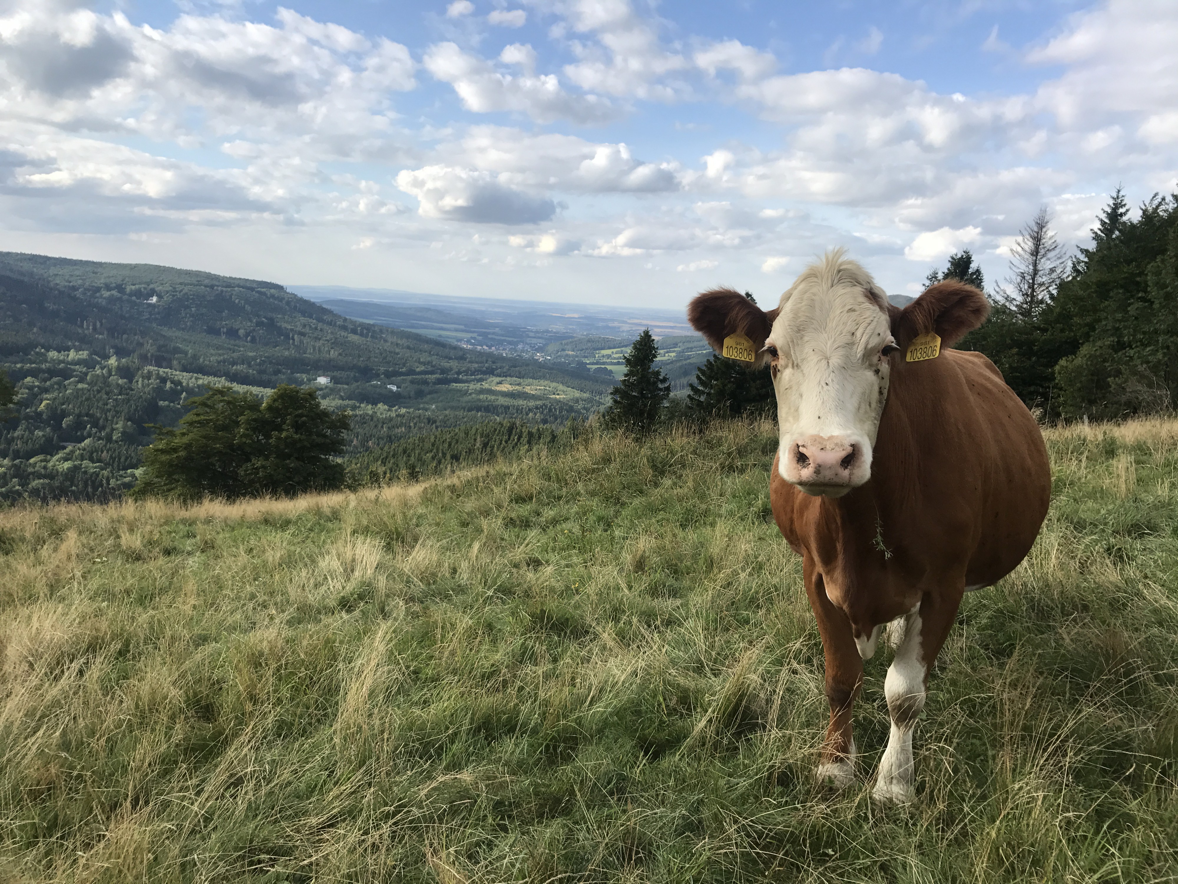 Farma Bovine foto 3