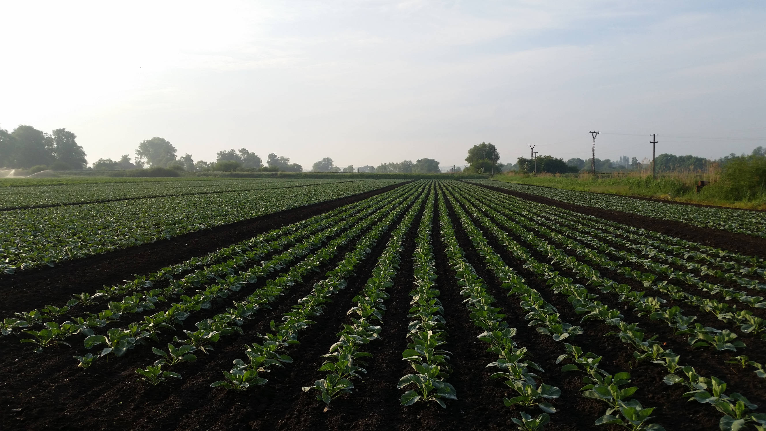 Zelinářství Samuhel