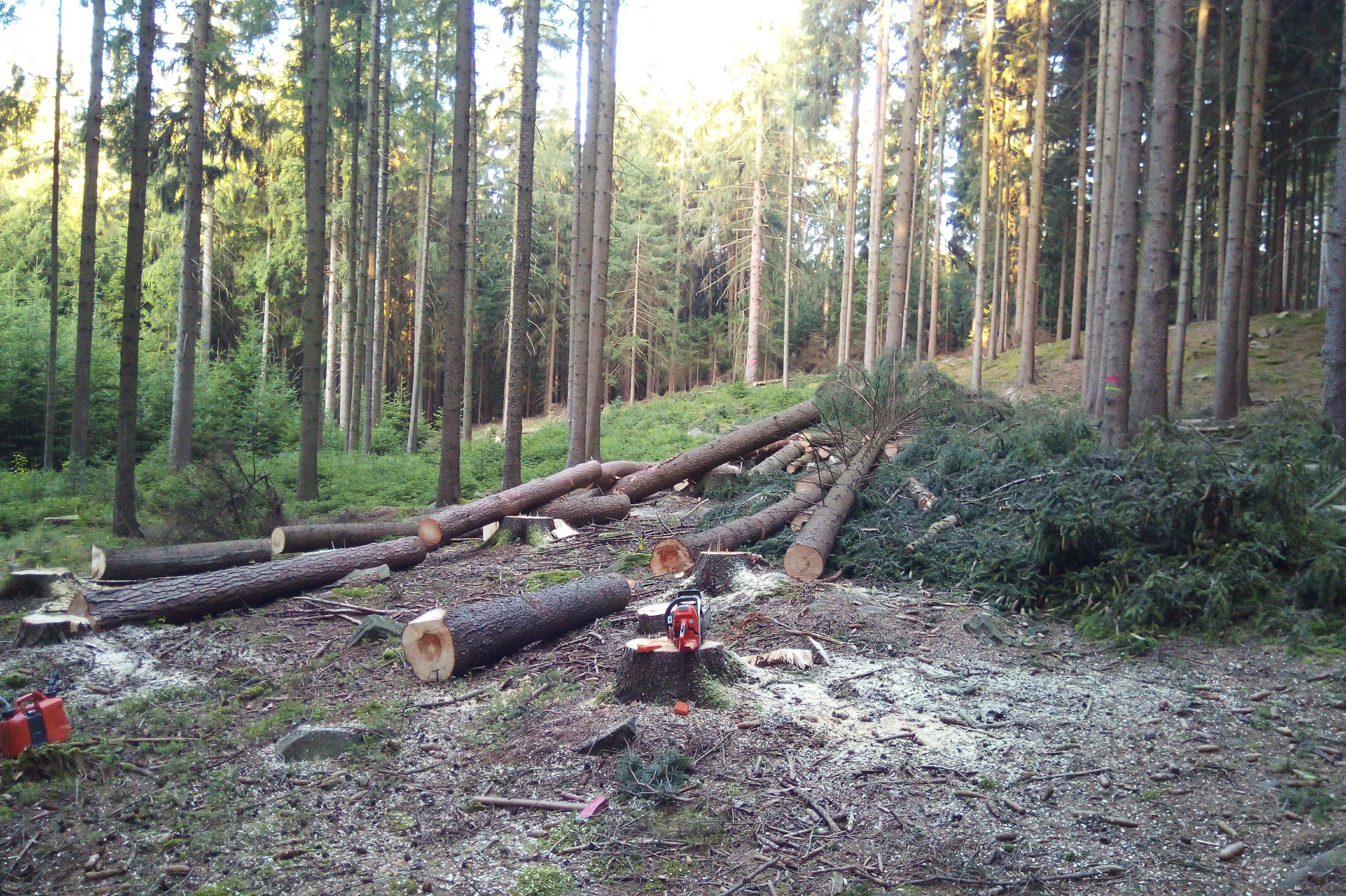 Lesní správa Michal Boček