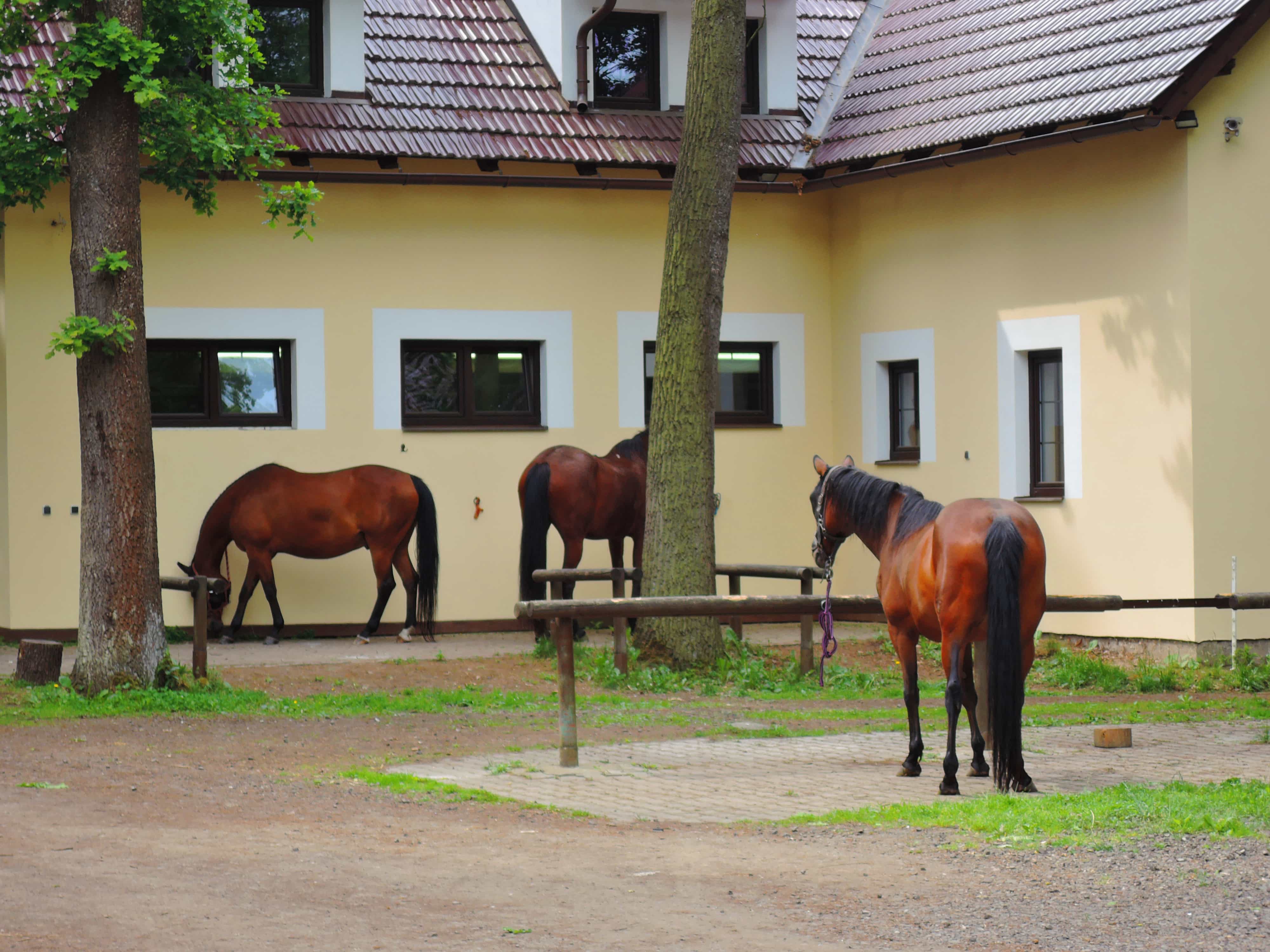 Jezdecký klub Dvůr Žehrov foto 3