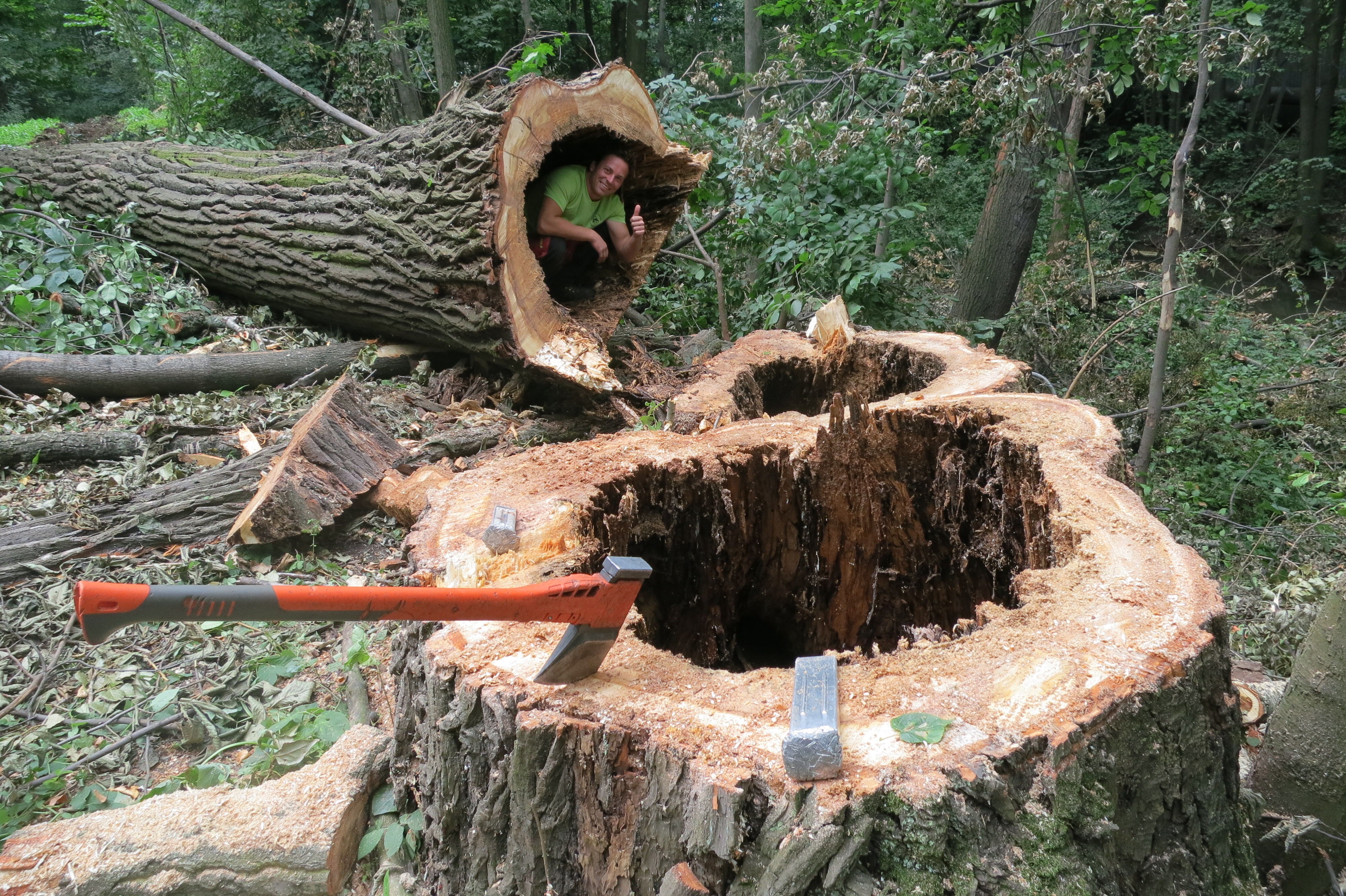 Rizikové kácení Roman Kvarda