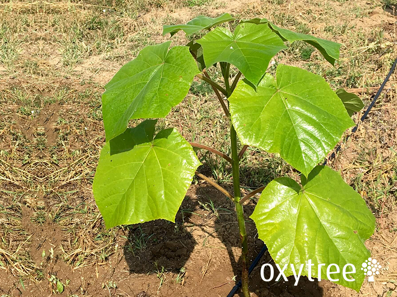 Oxytree Solutions, s.r.o. foto 4
