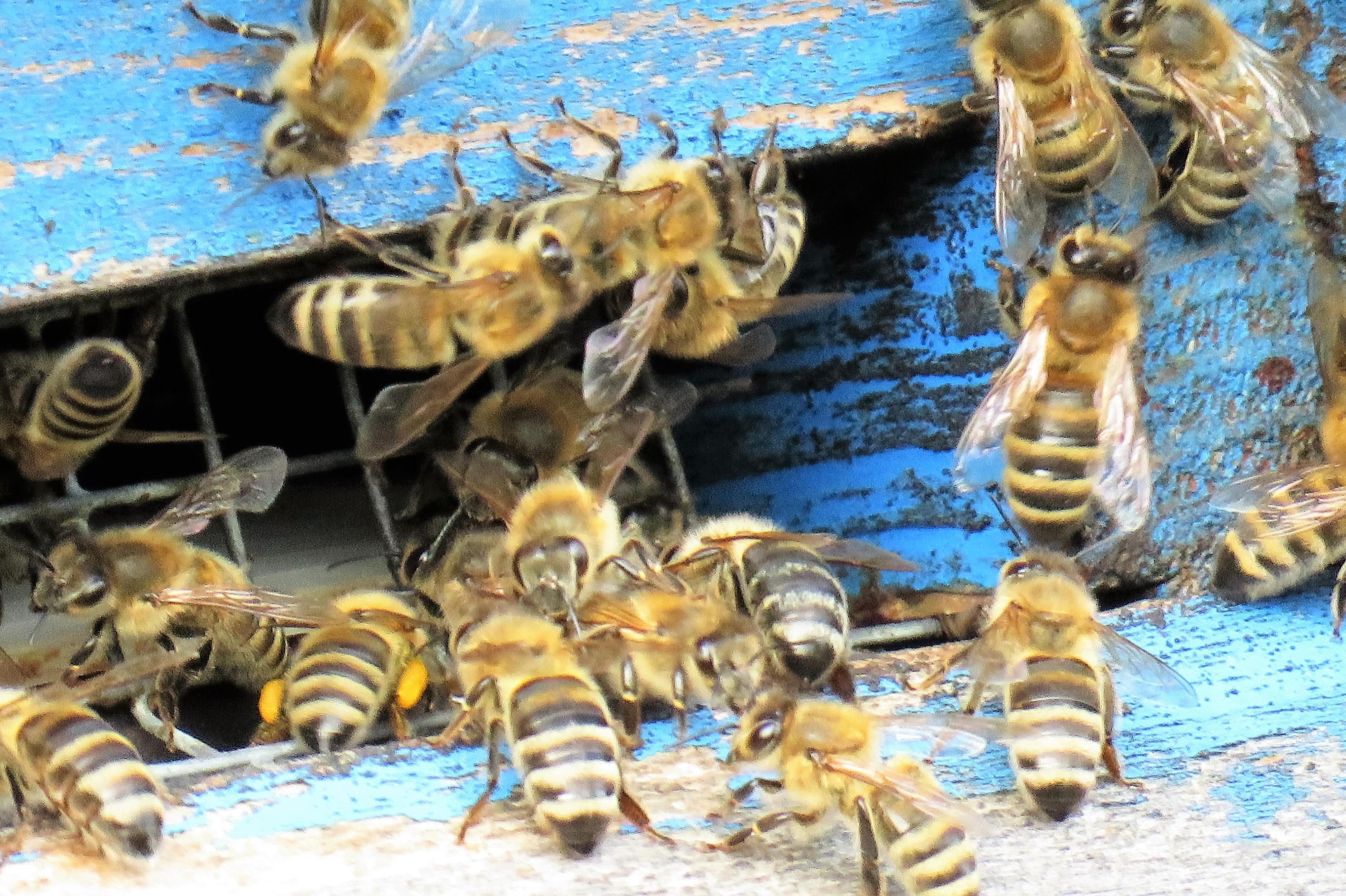 Včelařství Thomayer