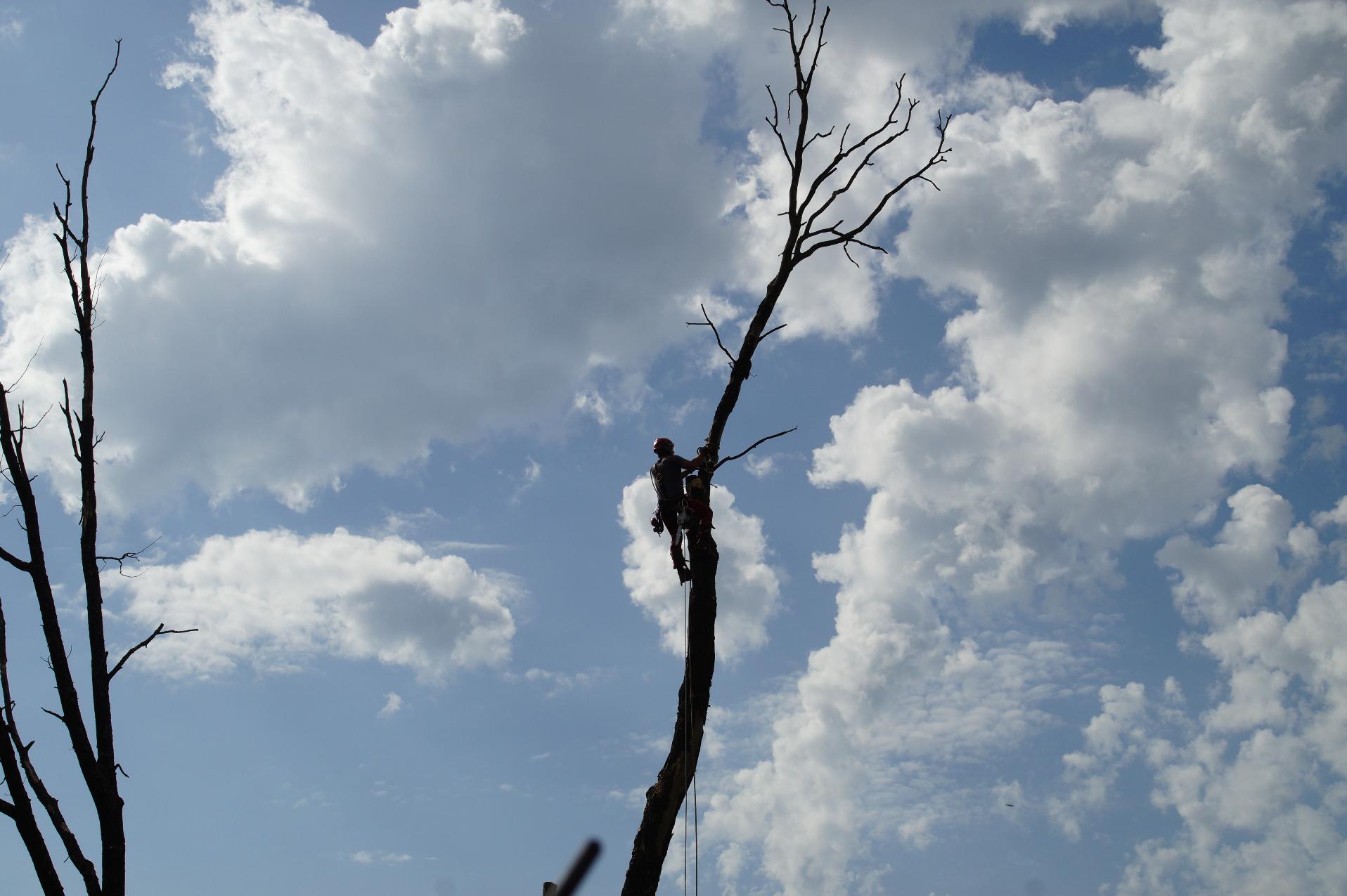 František Richter - kácení-frézování