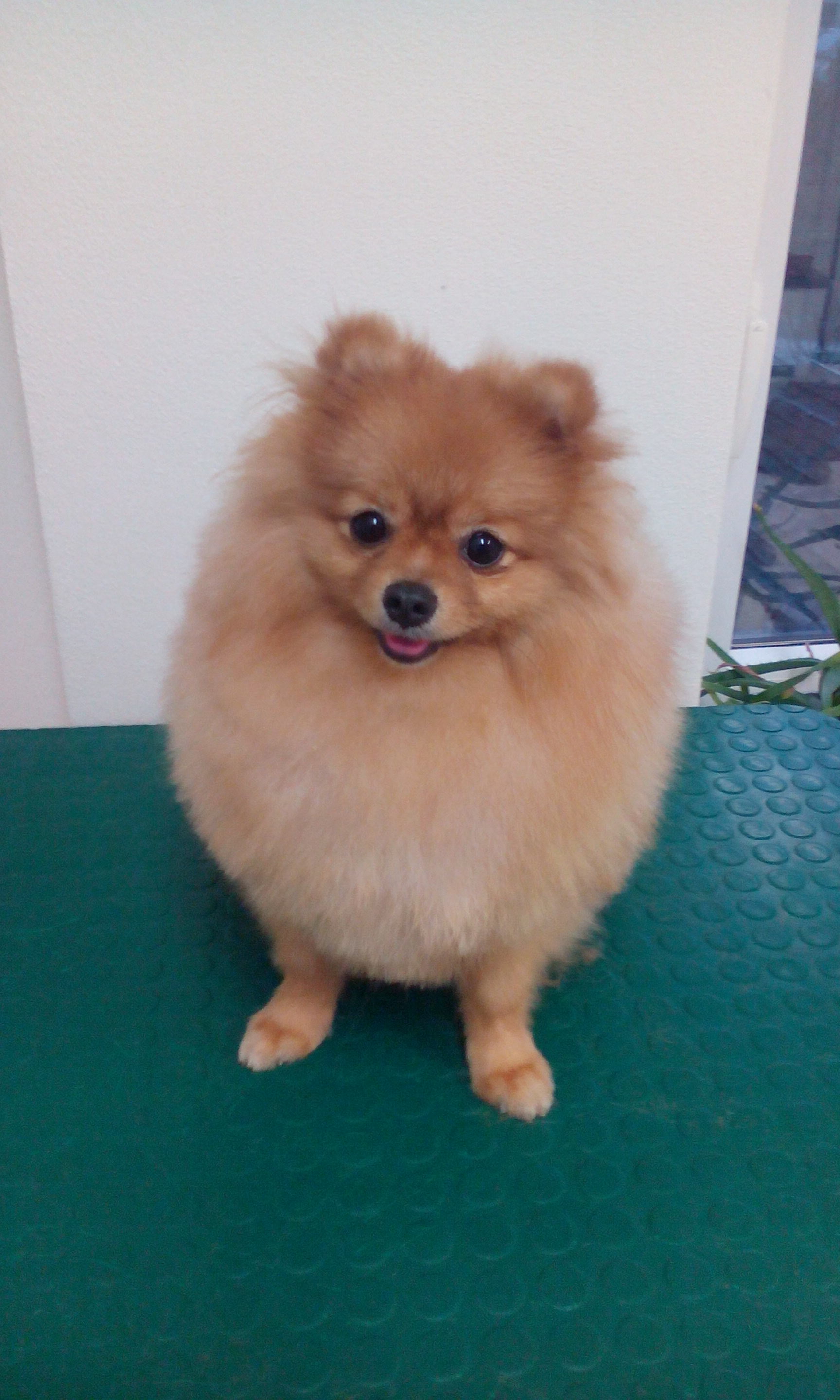 Kateřina Vršanová - Salon u veteriny foto 4