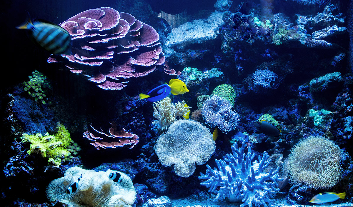 Mořské akvárium Jan Hájek foto 2