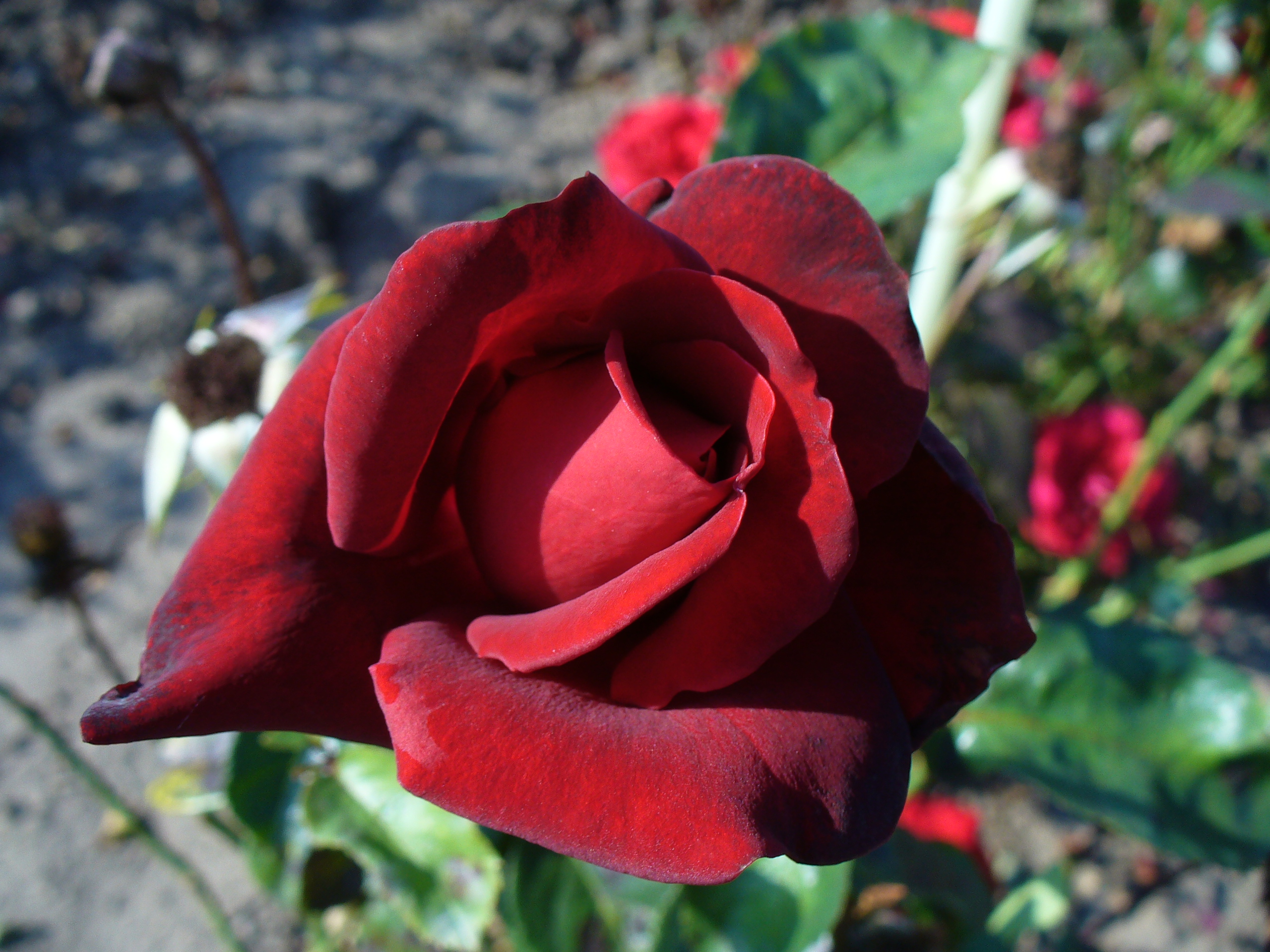 Ing. Jiří Novák - Školky Kalvoda foto 3