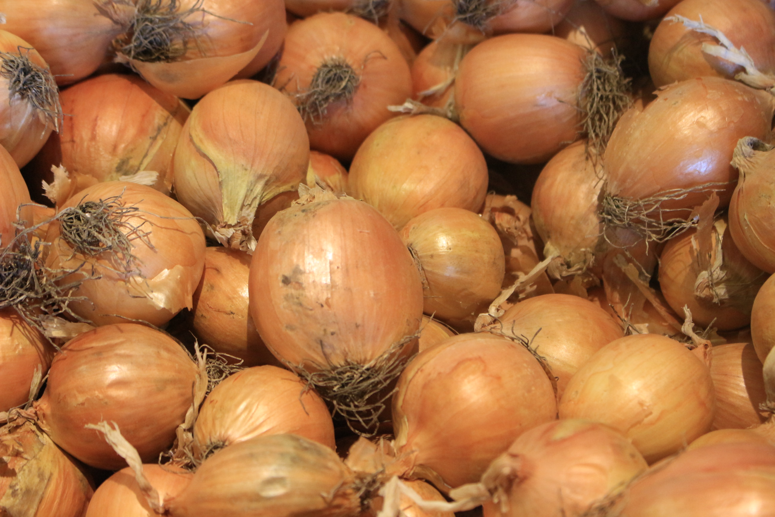 SADY STARÝ LÍSKOVEC foto 4