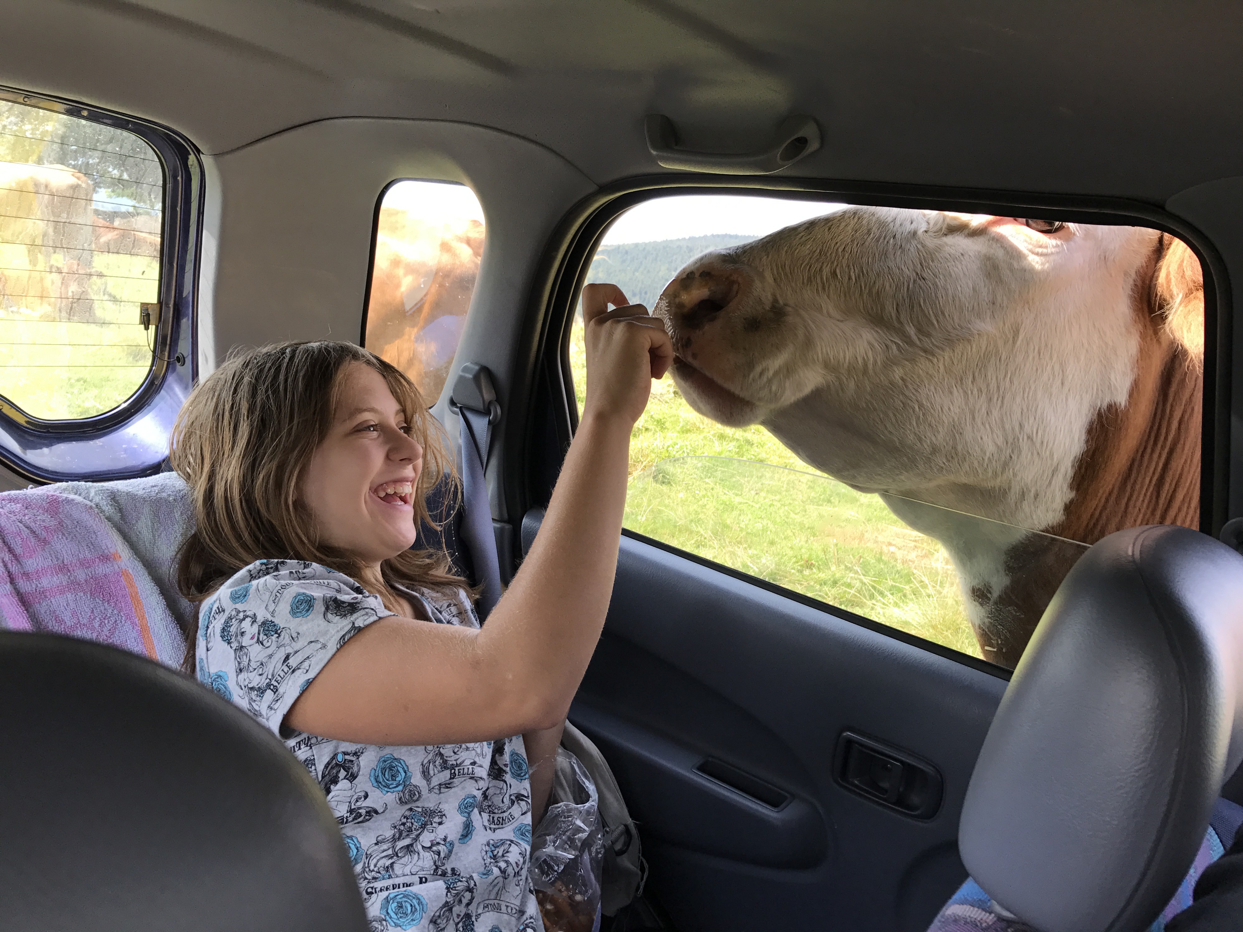 Farma Bovine foto 4