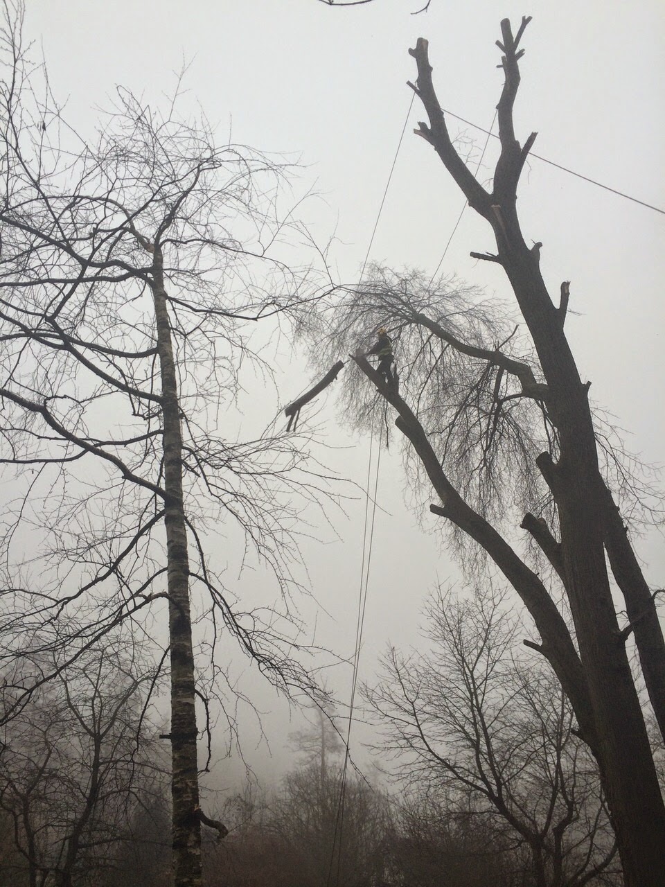 Lanaři.cz - výškové a arboristické práce foto 3