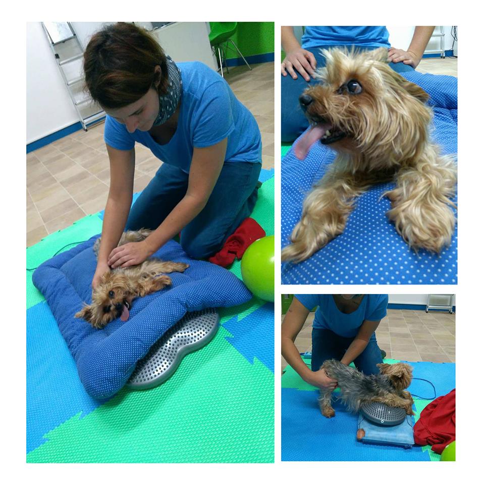 dogRepair foto 4