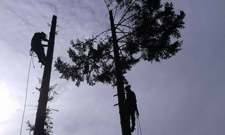 Rizikové kácení stromů - Václav Dufek foto 2