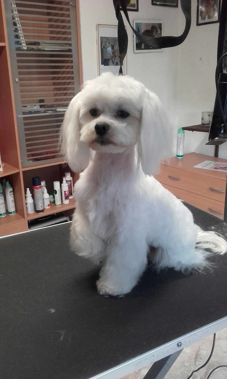 Stříhání psů - Pavlína Zurynková foto 3